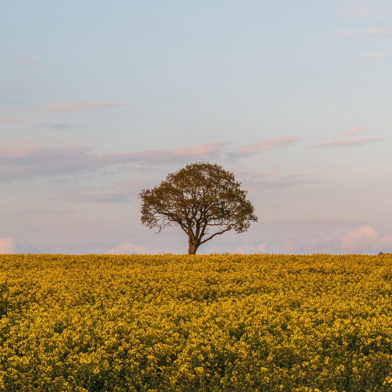 Spring Field in Norfolk